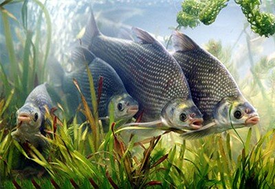 水产品养殖基地