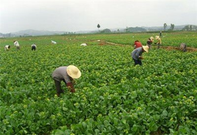 大型规模蔬菜种植基地