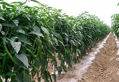 大型青椒种植基地